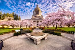 The cherry blossoms in full bloom at the Washington State Capitol this week.