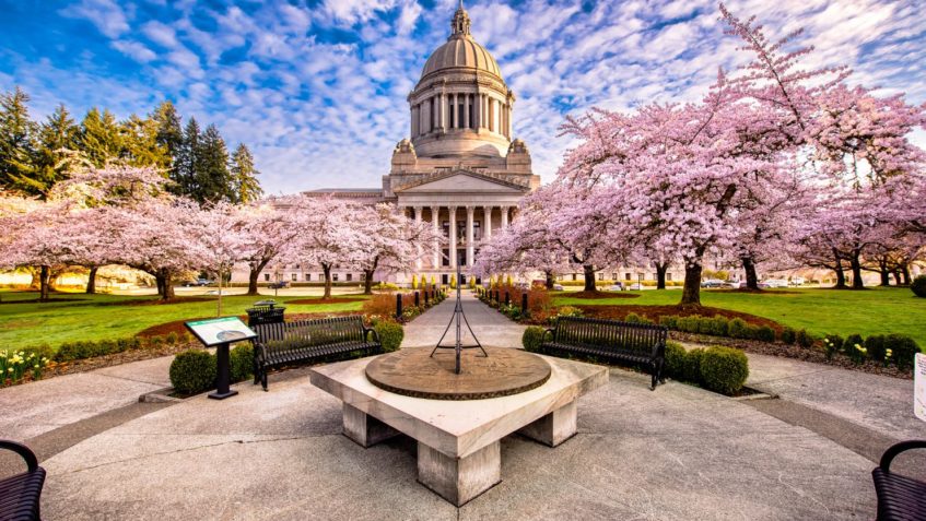 The cherry blossoms in full bloom at the Washington State Capitol this week.