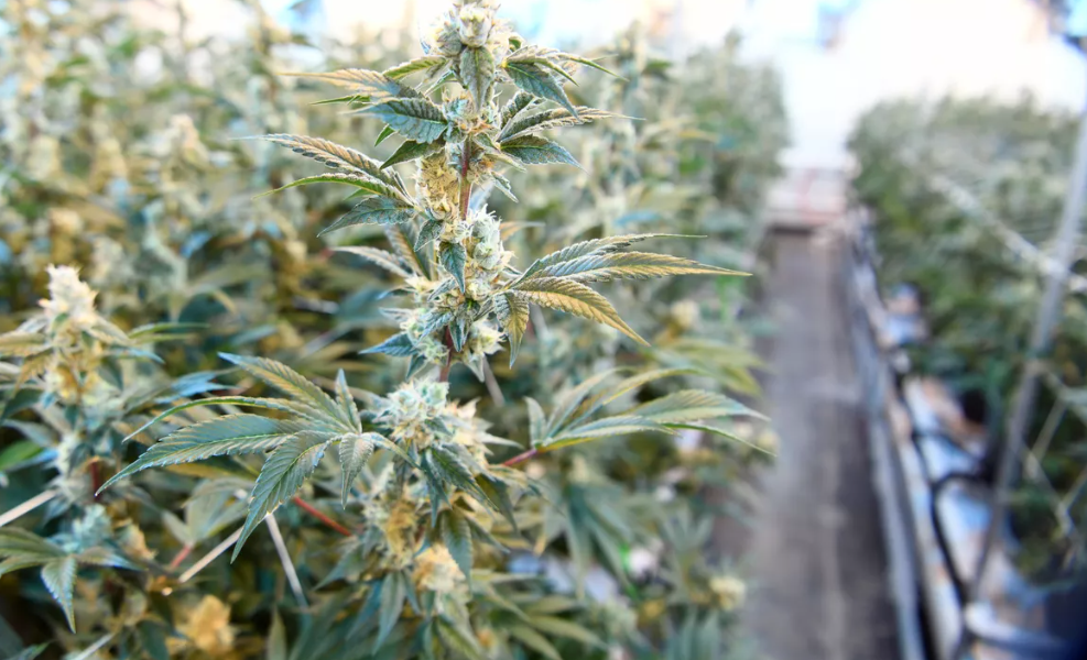 Spokesman-Review: Washington Legislature considers a bill that would prevent pre-employment cannabis testing