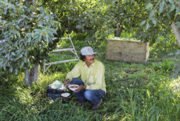 Farmworker Jose Castro takes a break to eat lunch during a day of picking pears at Rowe Farms outside of Yakima, Aug. 16, 2023. Agricultural workers in Washington now have a mandated 40-hour workweek and will be eligible for overtime pay. (Genna Martin/Crosscut)