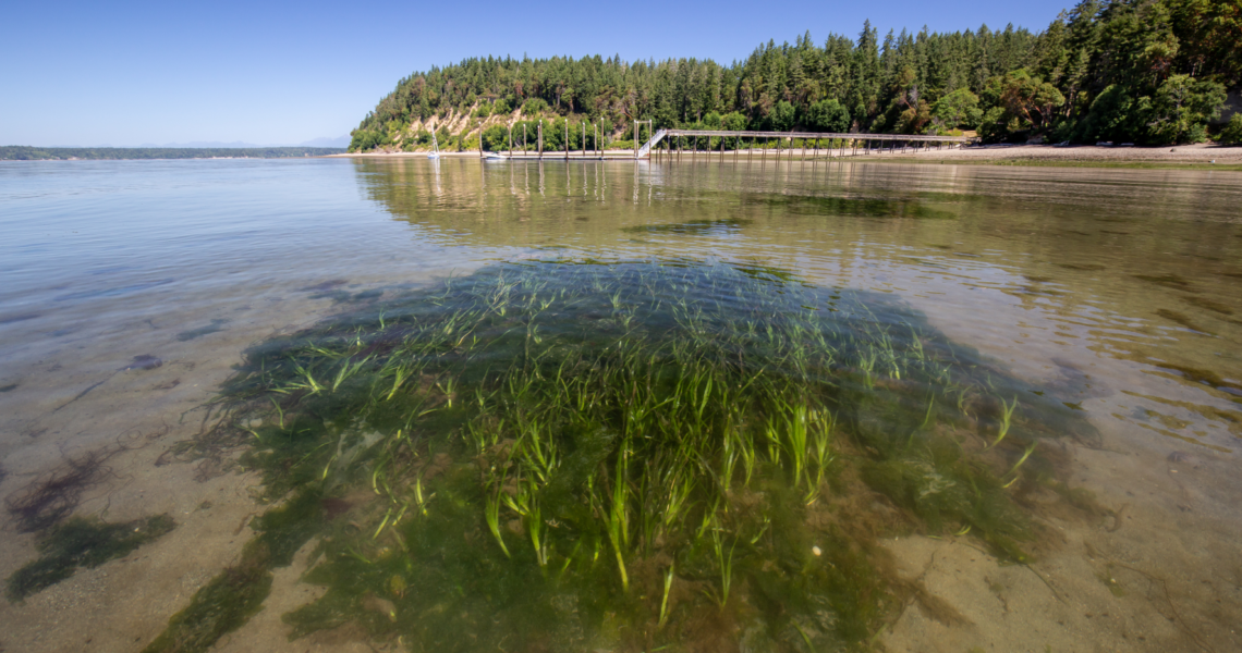 Bill to conserve Washington kelp and eelgrass forests signed into law