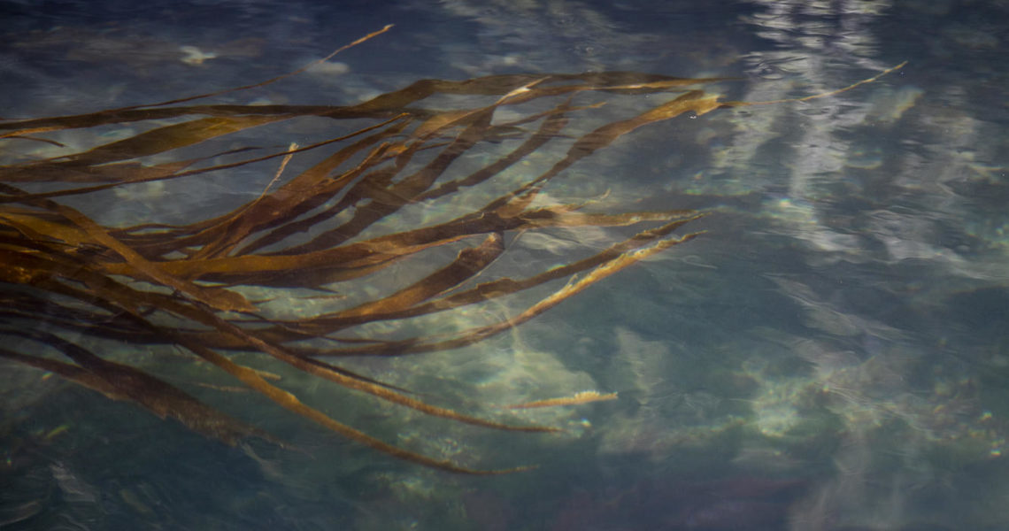 Crosscut: Shrinking WA kelp and eelgrass beds draw legislative attention