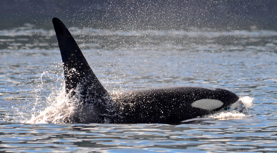 Committee hears Lovelett bill to protect southern resident orcas