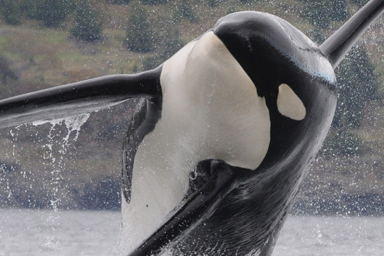2019 Session Review: Protecting Puget Sound Orcas