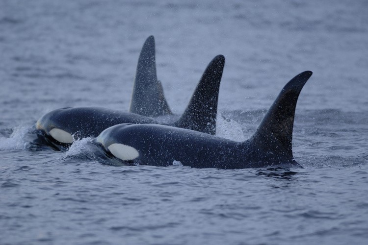 Senate passes new vessel restrictions to protect orcas