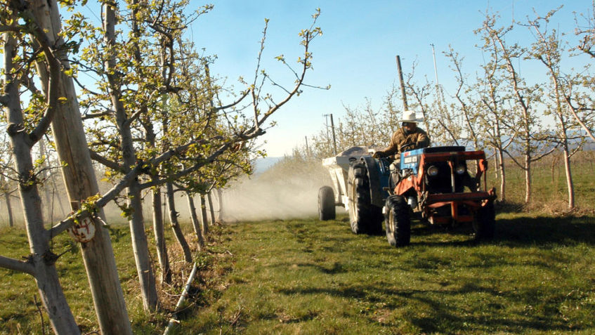 A worker rides a tractor through an orchard of small trees.