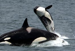 orca whales