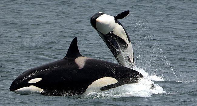 Investigate West: SENATOR: TO HELP ORCAS AND SALMON, SEAWALLS SHOULD BE A LAST RESORT