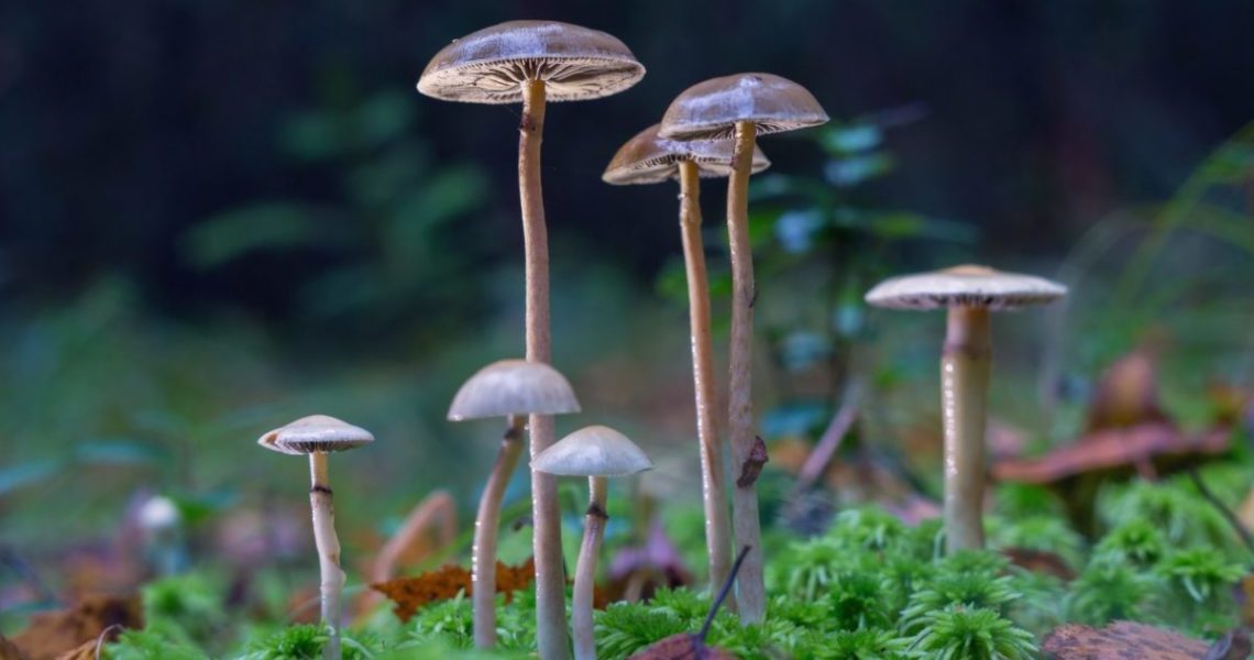 Bill of Health: Washington Psilocybin Bill Would Legalize Supported Adult Use