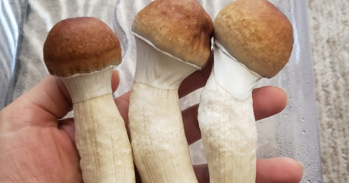 New Bipartisan Washington Bill Would Legalize Psilocybin Therapy For Veterans And First Responders