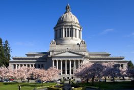 View of Washington State Capitol building with surrounding cherry trees in bloom with pink blossoms. The sky is clear and deep blue.