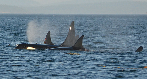 wild orcas breaching