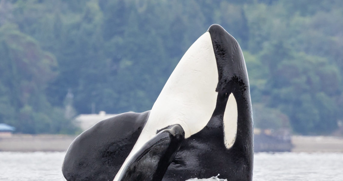 House Passes Bill to Protect Endangered Orcas